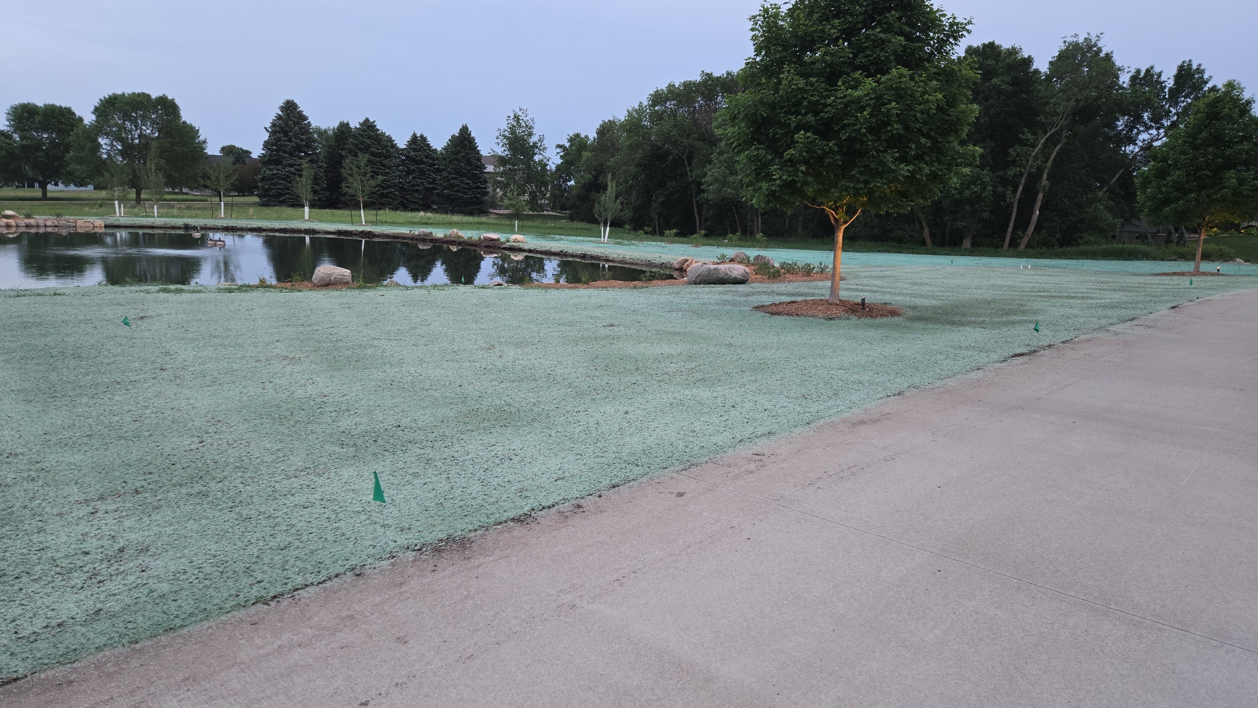 Lawn transformation 15